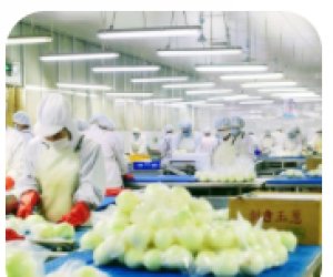 大阪知名食品工厂事务职