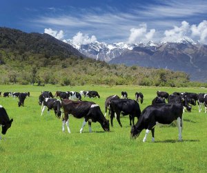 新西兰牧场农场 - 养牛职