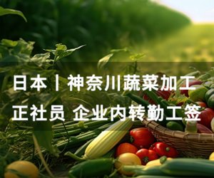 日本神奈川 - 蔬菜加工 正社员