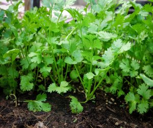 日本特定 - 茨城农业（蔬菜种植）