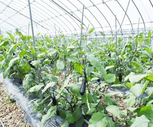 【特定农业】- 高知 农业种植