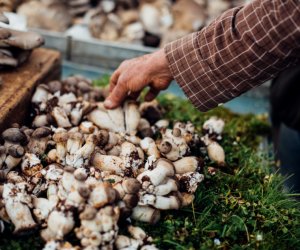 赴澳大利亚（悉尼）- 农场蘑菇工